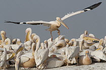 Great White Pelican (Pelecanus onocrotalus) flying over group, Djoudj National Bird Sanctuary, Senegal