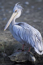 Pink-backed Pelican (Pelecanus rufescens), native to Africa
