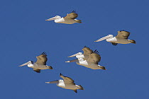 Australian Pelican (Pelecanus conspicillatus) group flying, Queensland, Australia