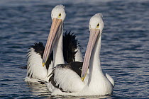 Australian Pelican (Pelecanus conspicillatus) pair, Australia