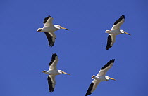 American White Pelican (Pelecanus erythrorhynchos) group flying, Canada