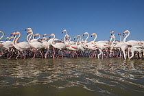 Greater Flamingo (Phoenicopterus ruber) flock wading, France