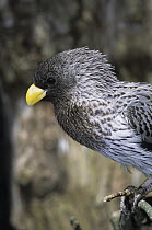 Western Grey Plantain-eater (Crinifer piscator), native to Africa