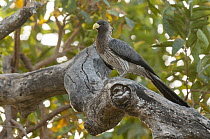 Western Grey Plantain-eater (Crinifer piscator), Fathala Wildlife Reserve, Senegal