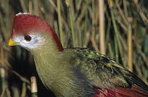 Red-crested Turaco (Tauraco erythrolophus), native to Africa