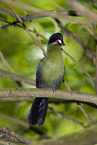 Hartlaub's Turaco (Tauraco hartlaubi), Jurong Bird Park, Singapore