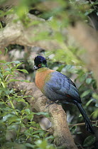 Purple-crested Turaco (Tauraco porphyreolophus), native to Africa