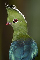 Guinea Turaco (Tauraco persa), Jurong Bird Park, Singapore