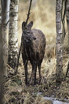Siberian Musk Deer (Moschus moschiferus), native to Russia