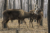 Thorold's Deer (Cervus albirostris) buck and doe, native to Asia