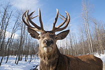 Elk (Cervus elaphus) bull, Omega Park, Montebello, Quebec, Canada