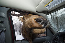 Elk (Cervus elaphus) bull investigating car, Omega Park, Montebello, Quebec, Canada