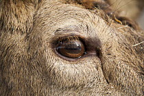 Elk (Cervus elaphus) eye, Omega Park, Montebello, Quebec, Canada