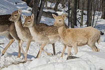 Fallow Deer (Dama dama) morphs in snow, Omega Park, Montebello, Quebec, Canada