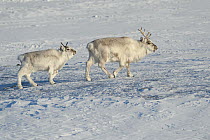 Svalbard Reindeer (Rangifer tarandus platyrhynchus) pair, Spitsbergen, Svalbard, Norway