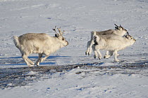 Svalbard Reindeer (Rangifer tarandus platyrhynchus) male and females running, Spitsbergen, Svalbard, Norway