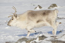 Svalbard Reindeer (Rangifer tarandus platyrhynchus) male running, Spitsbergen, Svalbard, Norway