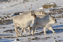 Svalbard Reindeer (Rangifer tarandus platyrhynchus) trio running, Spitsbergen, Svalbard, Norway