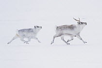Svalbard Reindeer (Rangifer tarandus platyrhynchus) mother and calf running, Spitsbergen, Svalbard, Norway