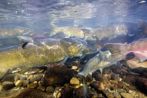 Chinook Salmon (Oncorhynchus tshawytscha) group, Oregon