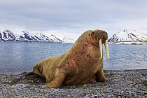 Walrus (Odobenus rosmarus) on beach, Svalbard, Norway