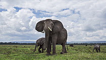 African Elephant (Loxodonta africana) female and calves of different ages, Masai Mara, Kenya