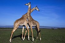 Masai Giraffe (Giraffa tippelskirchi) males necking, Masai Mara, Kenya, Sequence 3 of 3