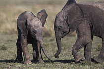 African Elephant (Loxodonta africana) calves playing, Masai Mara, Kenya