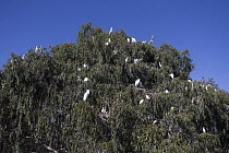 Great Egret (Ardea alba), Snowy Egret (Egretta thula), and Cattle Egret (Bubulcus ibis) rookery being observed by elementary students, Ninth Street Rookery, Santa Rosa, California