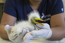Great Egret (Ardea alba) caretaker, Isabel Luevano, examining two day old chick, International Bird Rescue, Fairfield, California