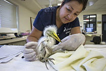 Great Egret (Ardea alba) caretaker, Isabel Luevano, examining one week old chick, International Bird Rescue, Fairfield, California