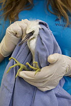 Snowy Egret (Egretta thula) two week old chick being rescued after it was found in road, International Bird Rescue, Fairfield, California