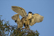 Black-crowned Night Heron (Nycticorax nycticorax) four week old chick begging for food, Sonoma County, California