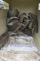 Black-crowned Night Heron (Nycticorax nycticorax) awaiting release, The Bird Rescue Center, Santa Rosa, California