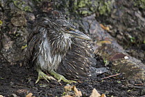 Black-crowned Night Heron (Nycticorax nycticorax) fledgling with broken wing after being hit by car, Ninth Street Rookery, Santa Rosa, California