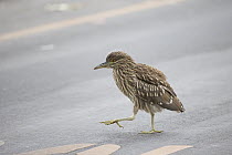 Black-crowned Night Heron (Nycticorax nycticorax) fledgling crossing road, Ninth Street Rookery, Santa Rosa, California
