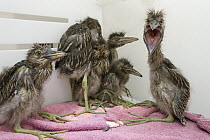 Black-crowned Night Heron (Nycticorax nycticorax) one week old chicks in incubator, International Bird Rescue, Fairfield, California