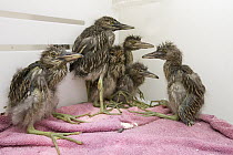 Black-crowned Night Heron (Nycticorax nycticorax) one week old chicks in incubator, International Bird Rescue, Fairfield, California