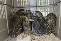 Black-crowned Night Heron (Nycticorax nycticorax) three week old chicks in carrier, International Bird Rescue, Fairfield, California