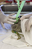 Black-crowned Night Heron (Nycticorax nycticorax) caretaker, Isabel Luevano, casting wing of two week old chick, International Bird Rescue, Fairfield, California