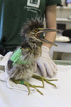Black-crowned Night Heron (Nycticorax nycticorax) one week old chick with broken wing, International Bird Rescue, Fairfield, California