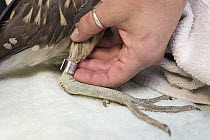 Black-crowned Night Heron (Nycticorax nycticorax) being banded before release, International Bird Rescue, Fairfield, California