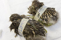 Black-crowned Night Heron (Nycticorax nycticorax) dead chicks, which were rescued after being found in road but did not survive, International Bird Rescue, Fairfield, California