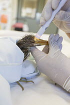 Green Heron (Butorides virescens) caretaker, Isabel Luevano, examining eye of three week old chick, International Bird Rescue, Fairfield, California