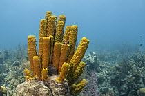 Yellow Tube Sponge (Aplysina fistularis), Lighthouse Reef, Belize