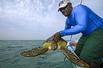Green Sea Turtle (Chelonia mydas) being released after data collection, Lighthouse Reef, Belize