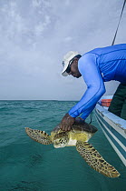 Green Sea Turtle (Chelonia mydas) being released after data collection, Lighthouse Reef, Belize