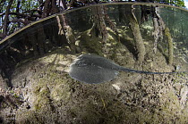 Chupare Stingray (Himantura schmardae) swimming between Red Mangrove (Rhizophora mangle) aerial roots, Lighthouse Reef, Belize