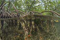 Sponge (Diplastrella sp) on Red Mangrove (Rhizophora mangle) aerial roots, Lighthouse Reef, Belize