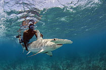 Great Hammerhead Shark (Sphyrna mokarran) exhausted animals aided by scientist after data collection, Lighthouse Reef, Belize